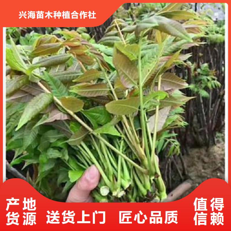 香椿苗桃树苗工艺层层把关