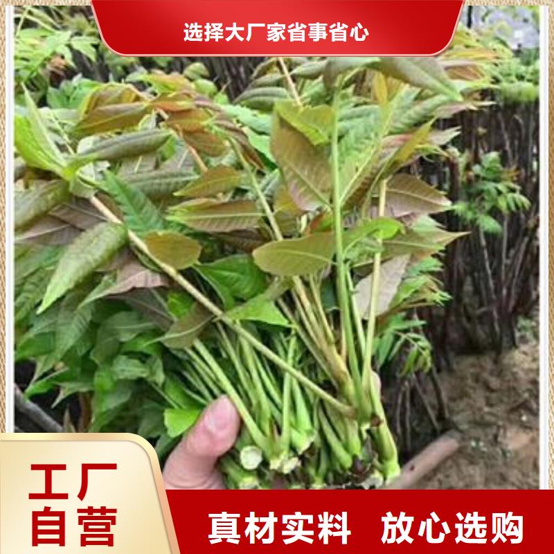 【香椿苗山楂苗源头厂家经验丰富】