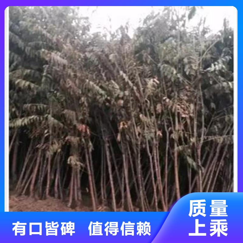 香椿苗花椒苗加工定制