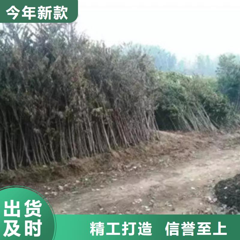 香椿苗桃树苗工艺层层把关