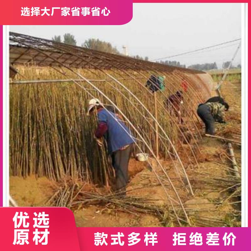 香椿苗苹果苗供应商