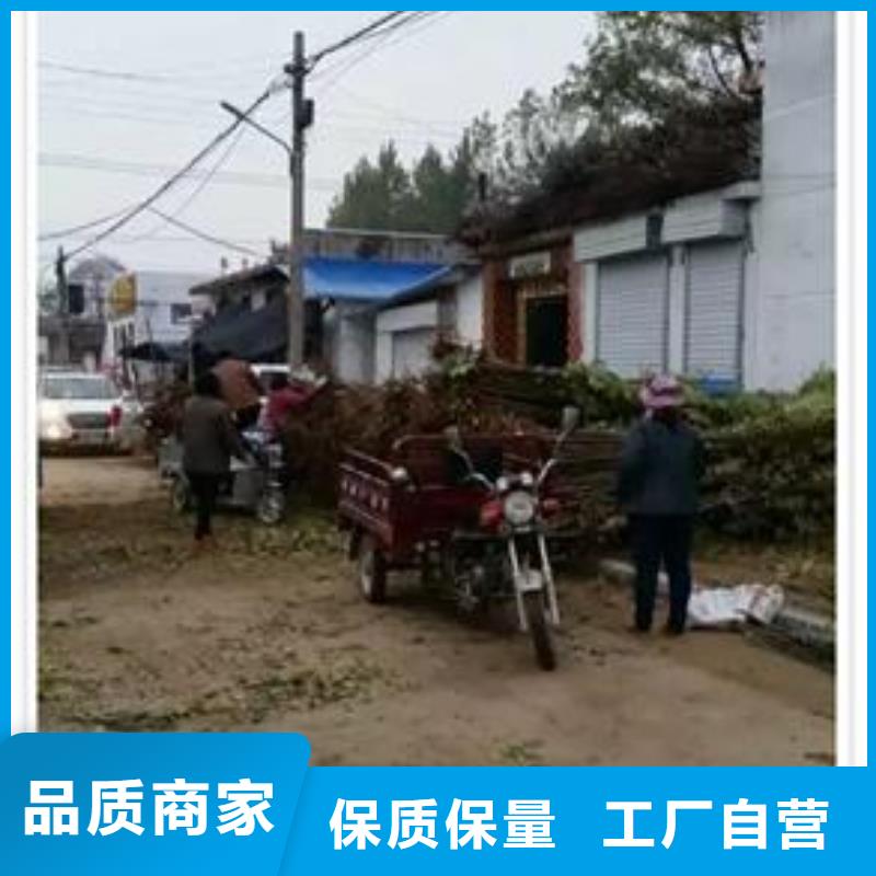 【香椿苗】板栗苗经验丰富质量放心