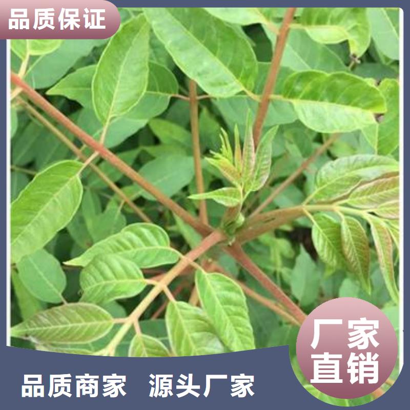 香椿苗蓝莓苗按需定制