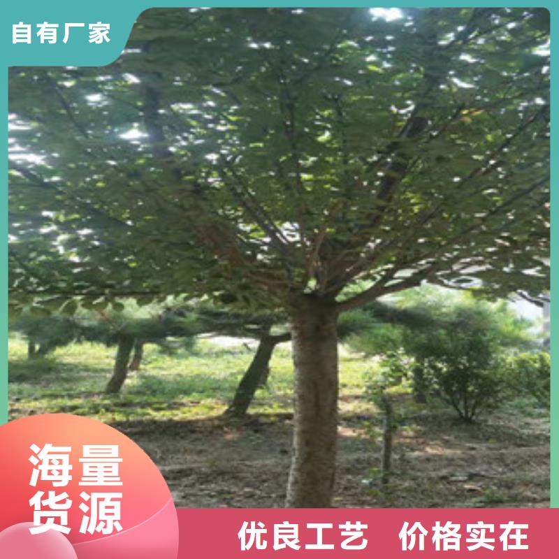 樱花【蓝莓苗】厂家直销供货稳定