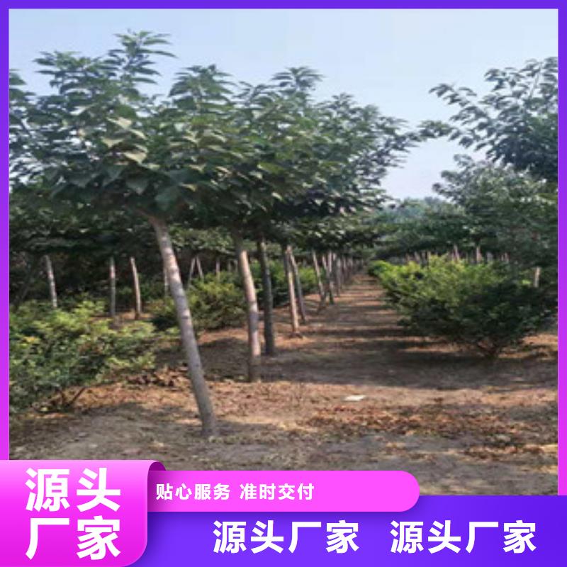 樱花碧桃采购无忧