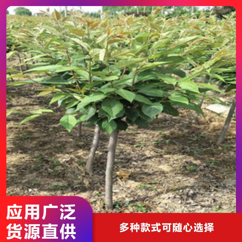 【樱花占地果树严格把控每一处细节】