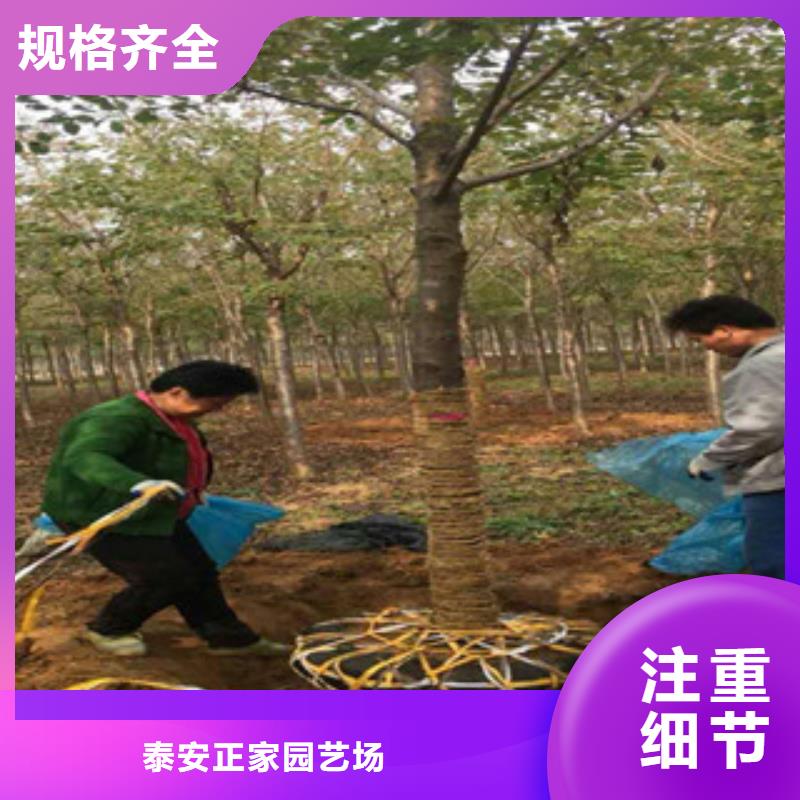 樱花-【绿化树绿化工程】匠心打造