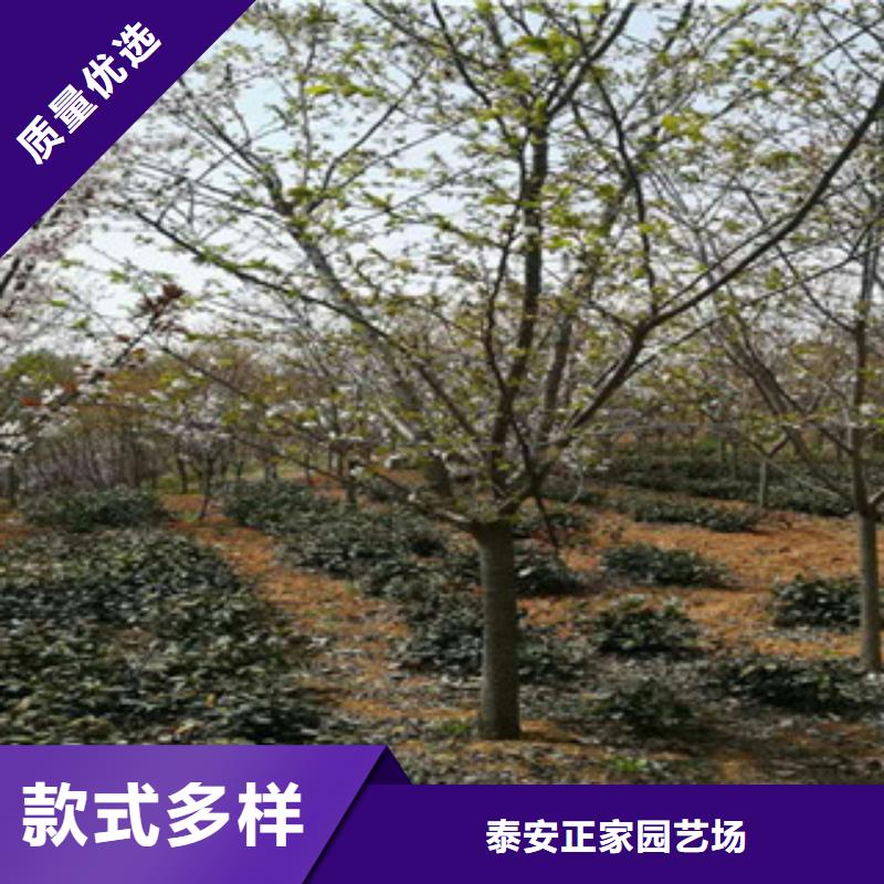 【樱花占地果树源厂直销】