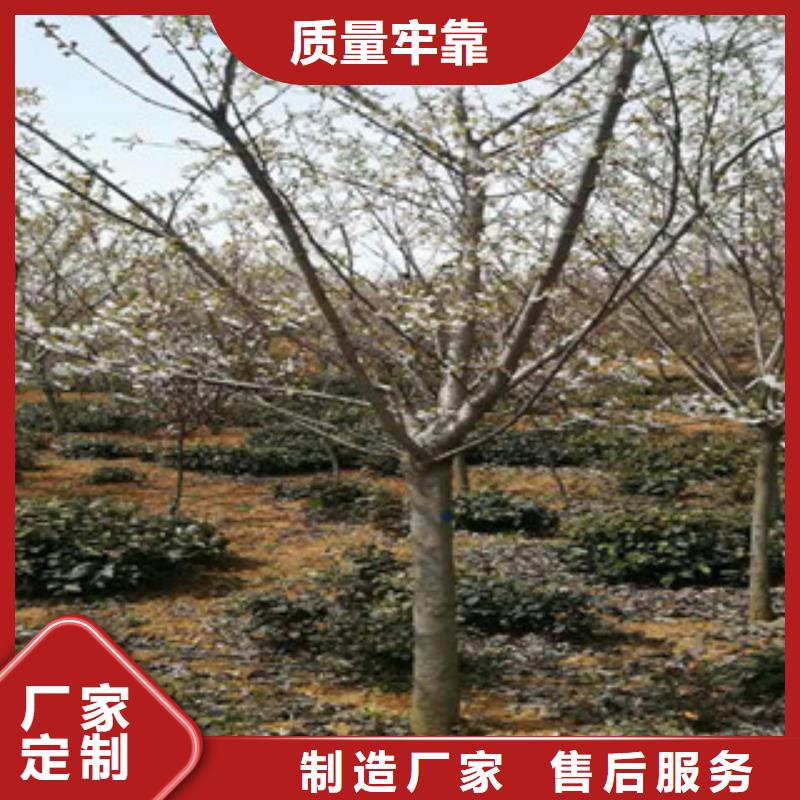 【樱花占地果树源厂直销】