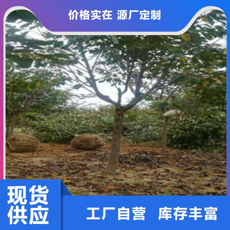 樱花,【蓝莓苗】客户好评