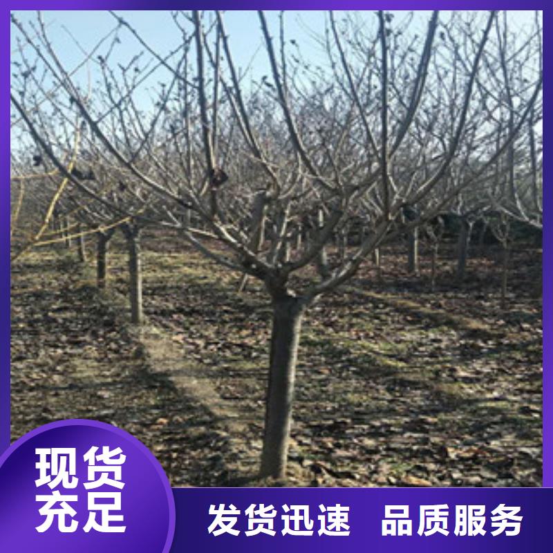 【樱花核桃苗樱花苗长果桑树苗批发供应】