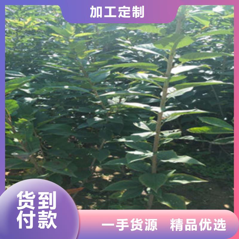 【樱花蓝莓苗源头把关放心选购】