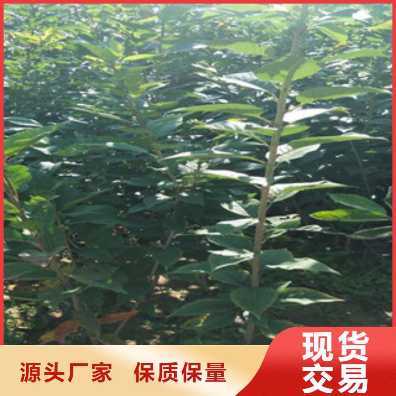 樱花【蓝莓苗】厂家直销供货稳定