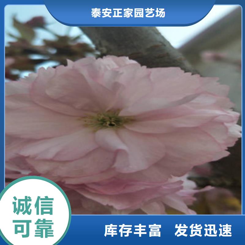 樱花蓝莓苗用好材做好产品