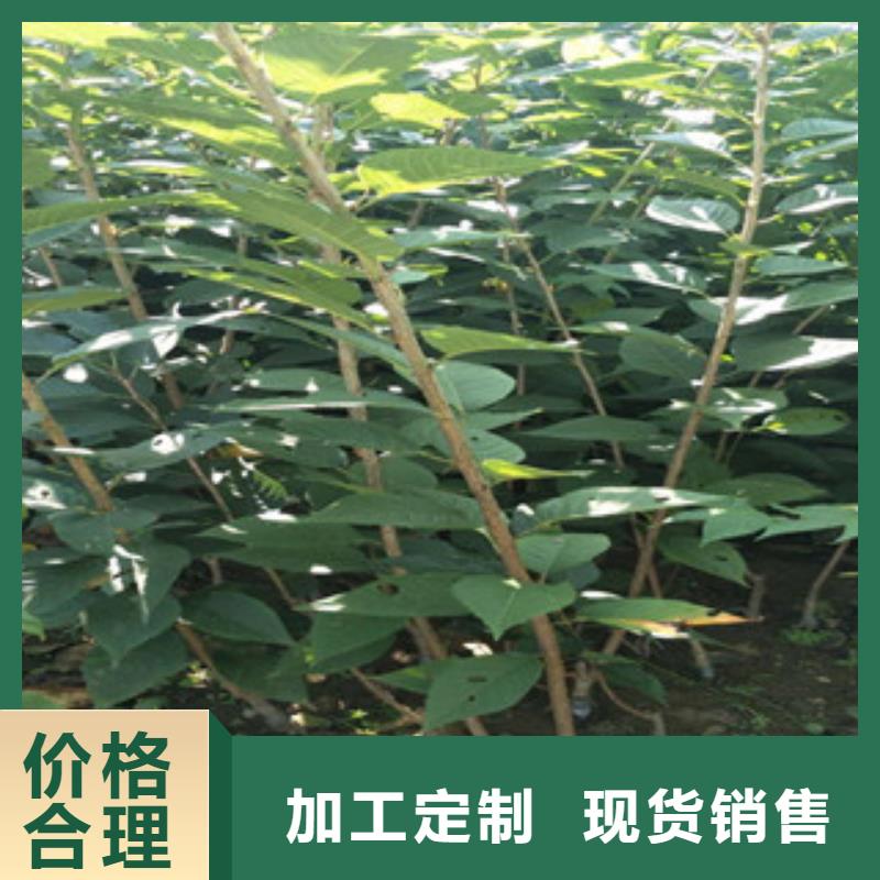 樱花-【蓝莓苗】一站式供应厂家