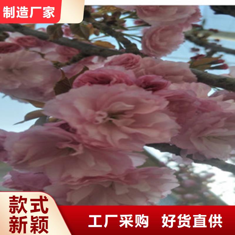 【樱花占地果树源厂直销】