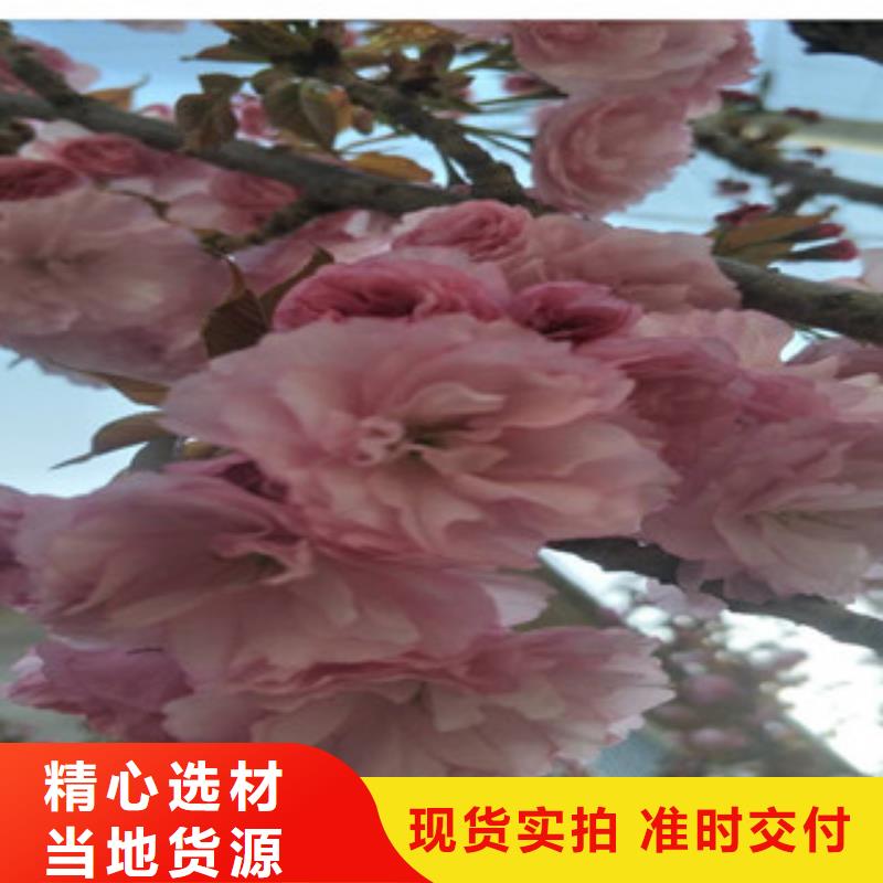 樱花,【蓝莓苗】客户好评