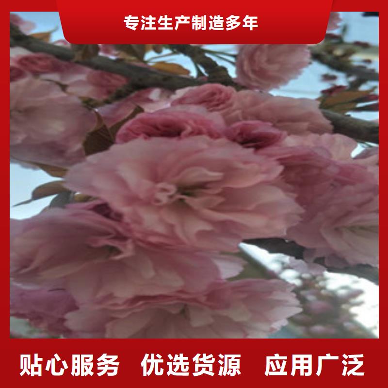 【樱花绿化树绿化工程海量货源】