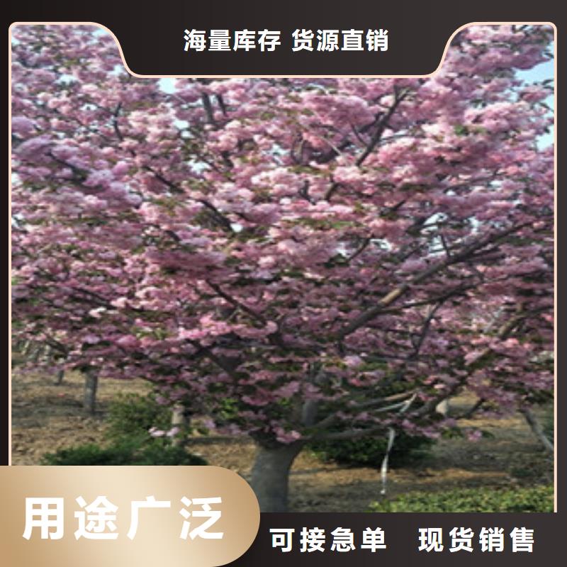 樱花泰山景松造型景松细节严格凸显品质