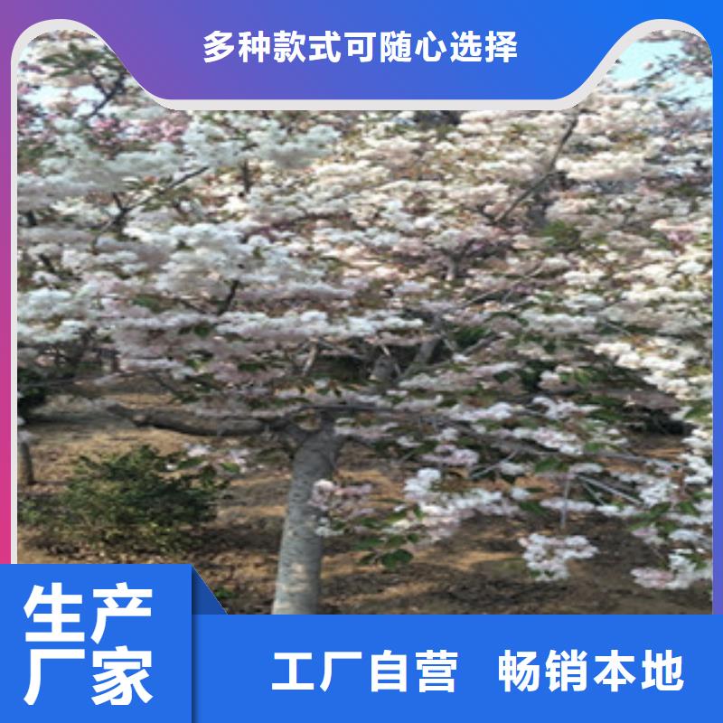 樱花泰山景松造型景松设备齐全支持定制
