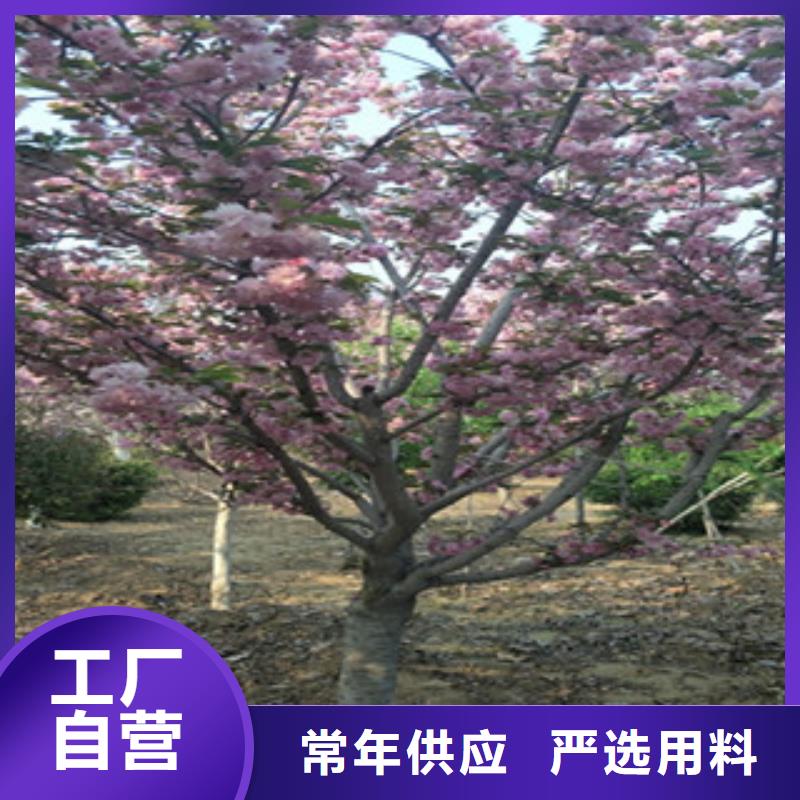 买【正家】樱花占地果树厂家货源