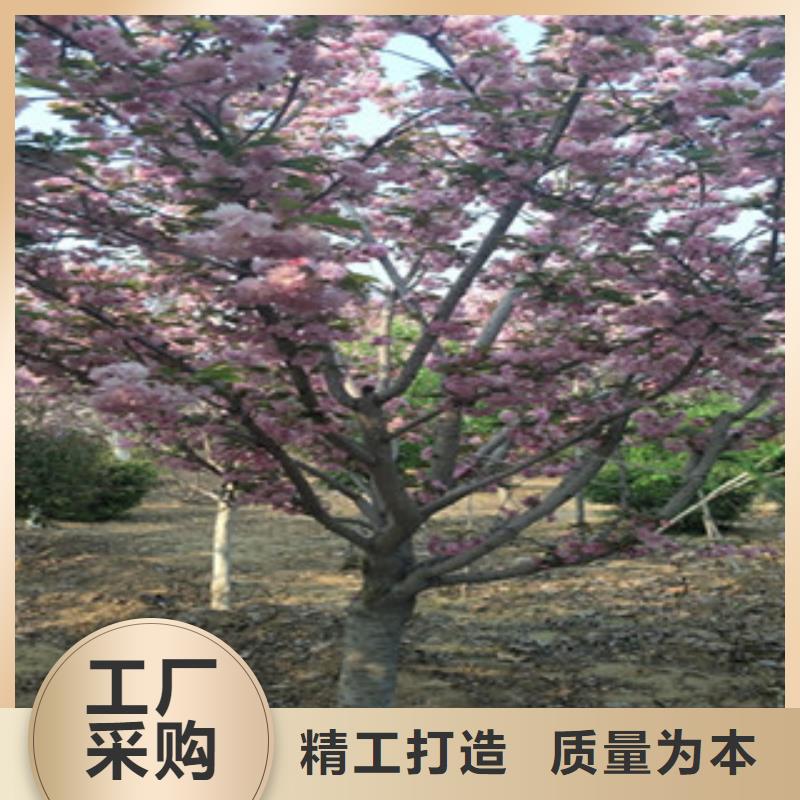 樱花泰山景松造型景松细节严格凸显品质