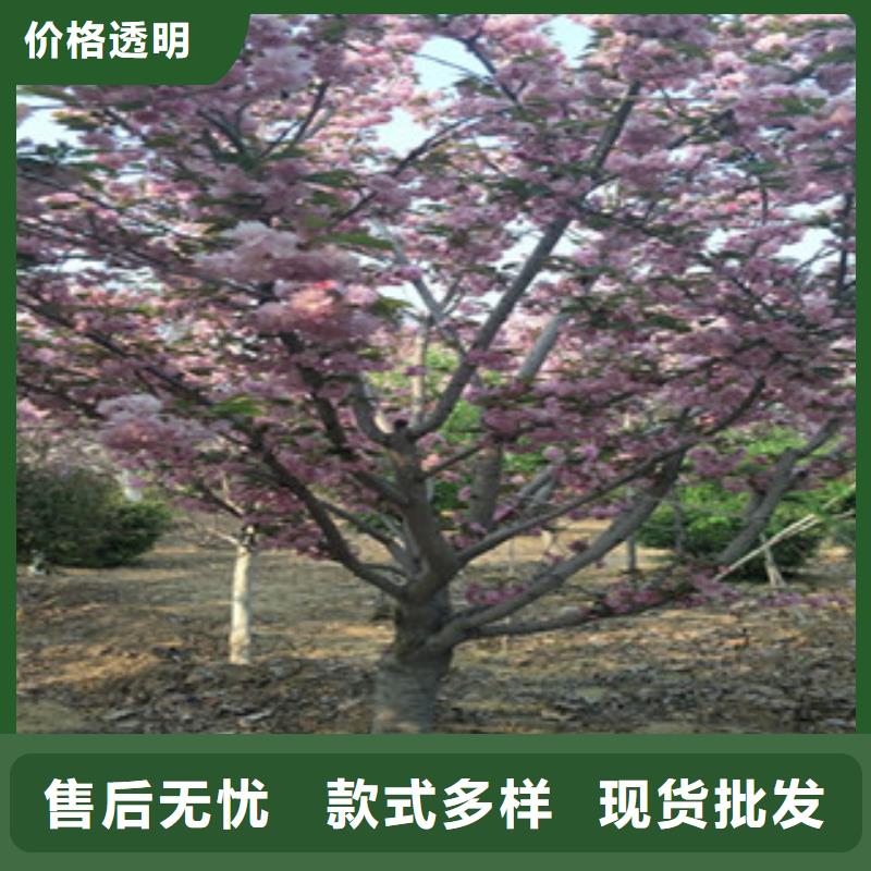 樱花泰山景松造型景松设备齐全支持定制