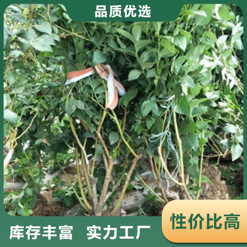 蓝莓苗【占地果树】种类多质量好