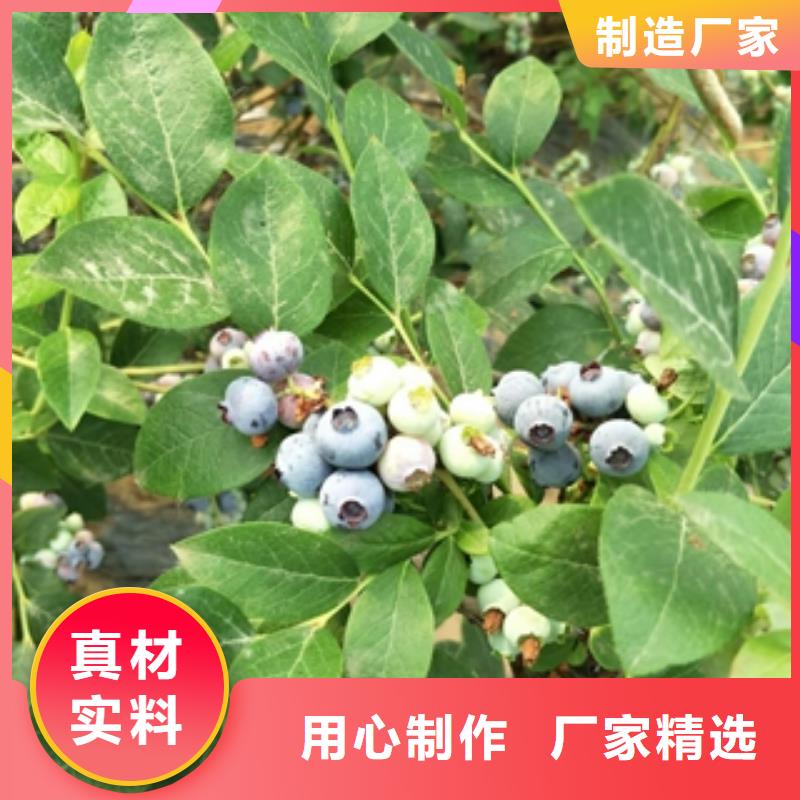 蓝莓苗【核桃苗樱花苗长果桑树苗】拒绝中间商