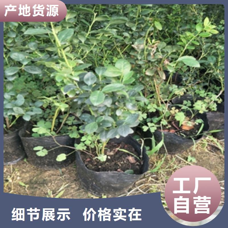 蓝莓苗大量现货供应