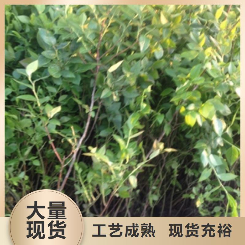 蓝莓苗核桃苗樱花苗长果桑树苗多年行业经验