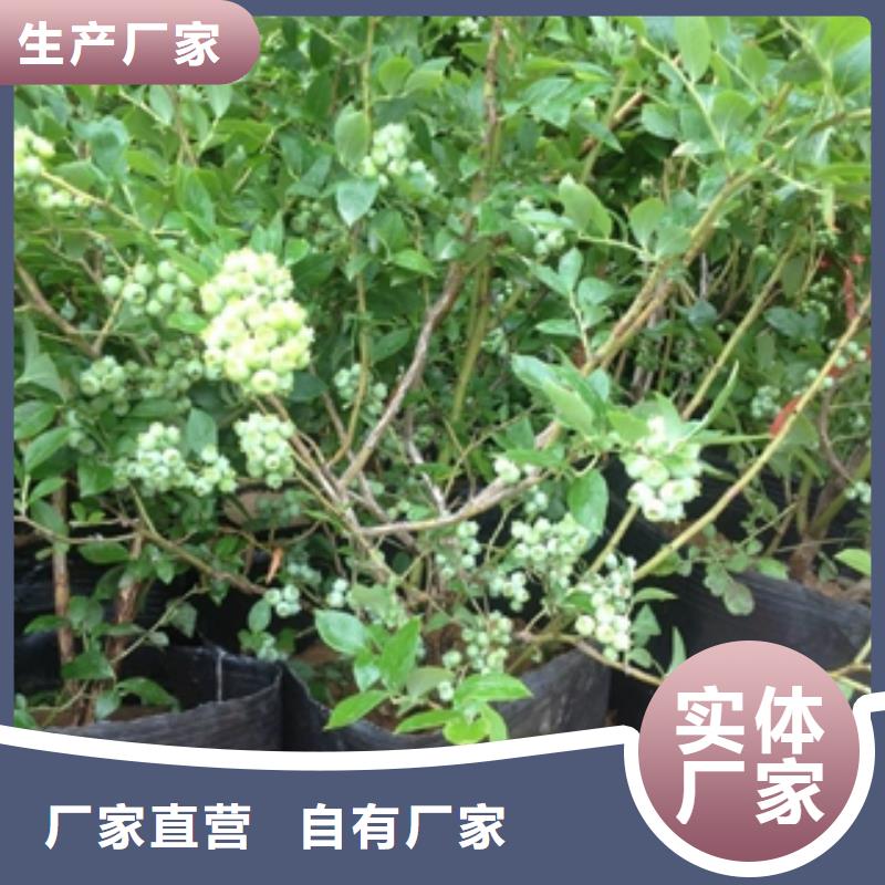 蓝莓苗【核桃苗樱花苗长果桑树苗】拒绝中间商