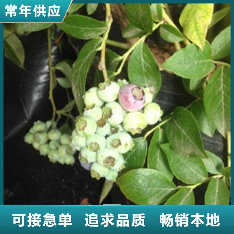 蓝莓苗钙果苗打造行业品质