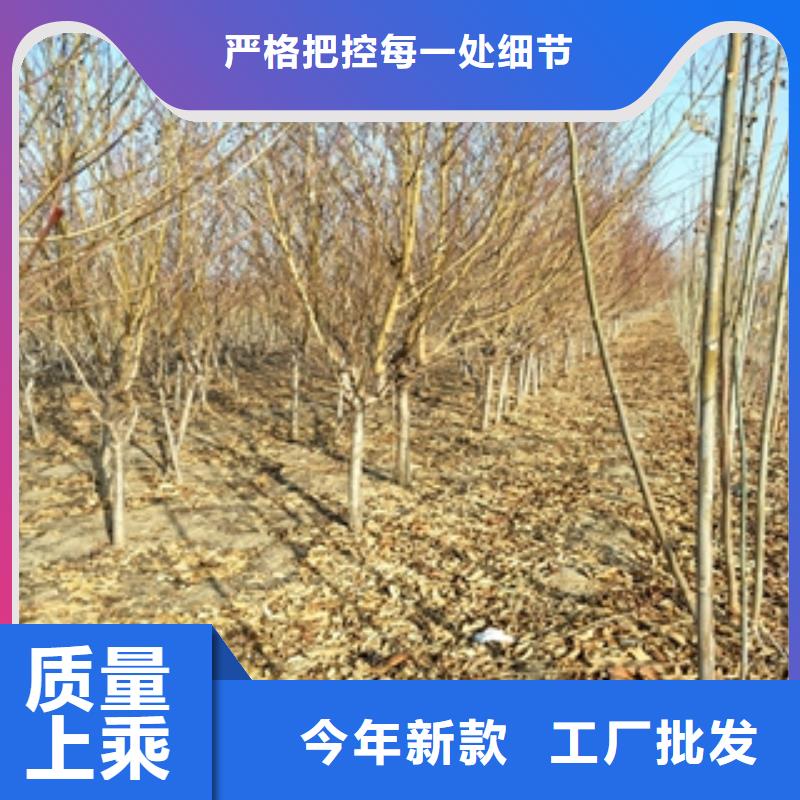 桃树【绿化树绿化工程】规格型号全