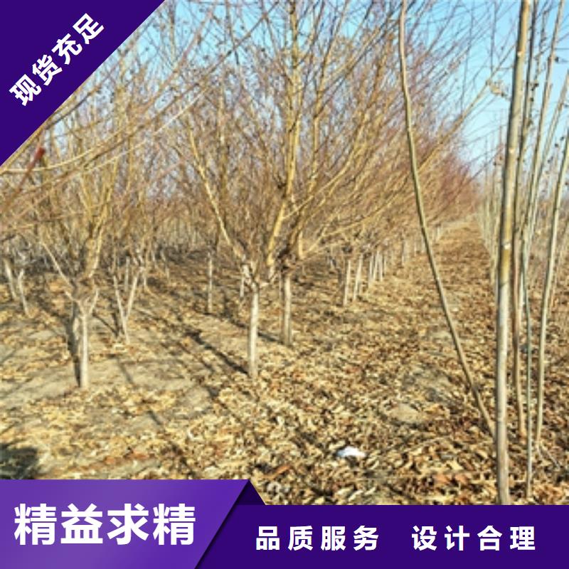 【桃树占地果树实力商家供货稳定】