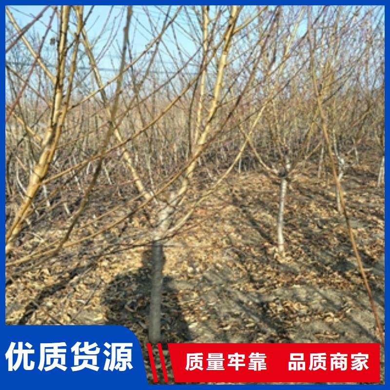 桃树【占地果树】厂家型号齐全