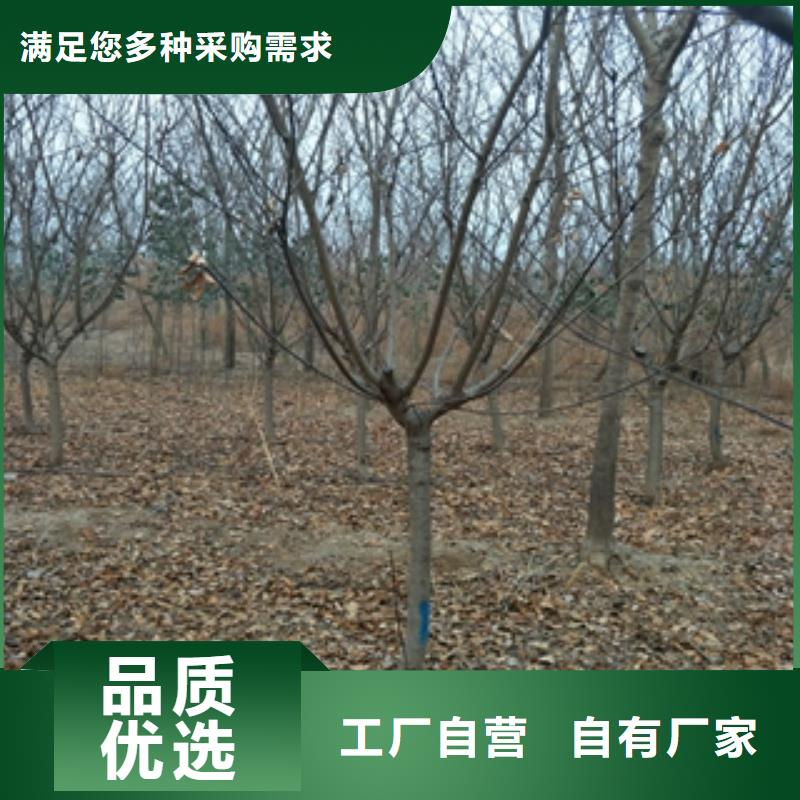 桃树【占地果树】厂家型号齐全