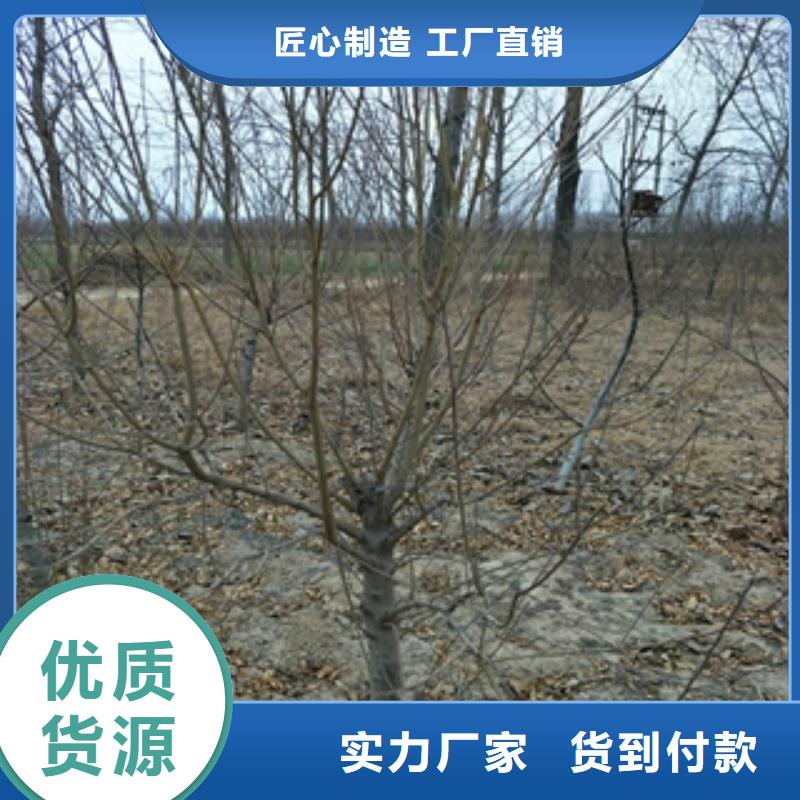 桃树【泰山景松造型景松】实拍品质保障