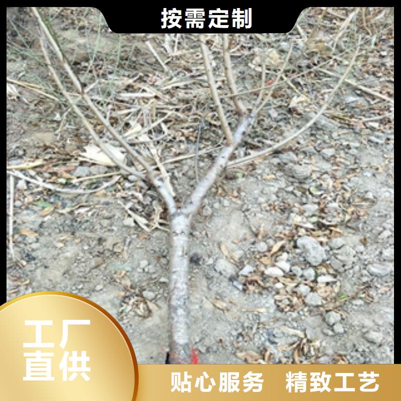 桃树_【绿化树绿化工程】高品质现货销售