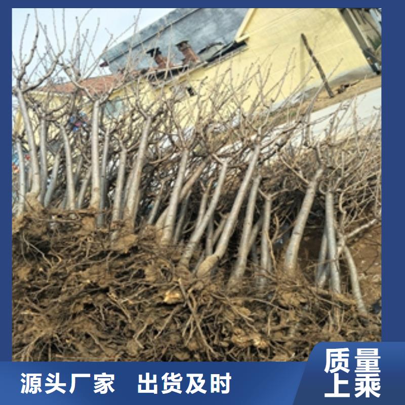 桃树_蓝莓苗高标准高品质