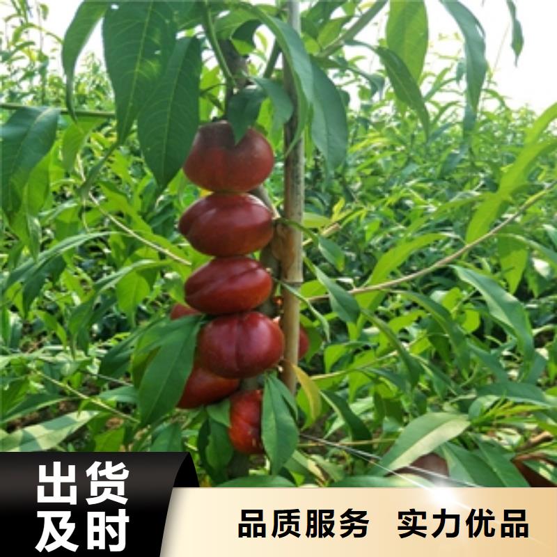 桃树蓝莓苗优选厂家