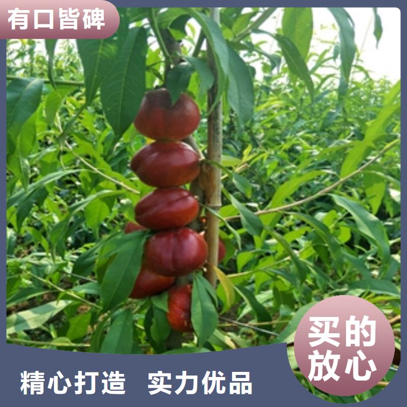 桃树蓝莓苗优选厂家