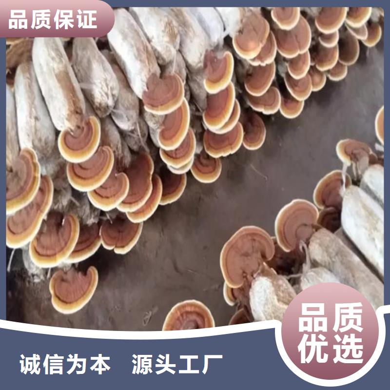 实力雄厚的袋料灵芝生产厂家