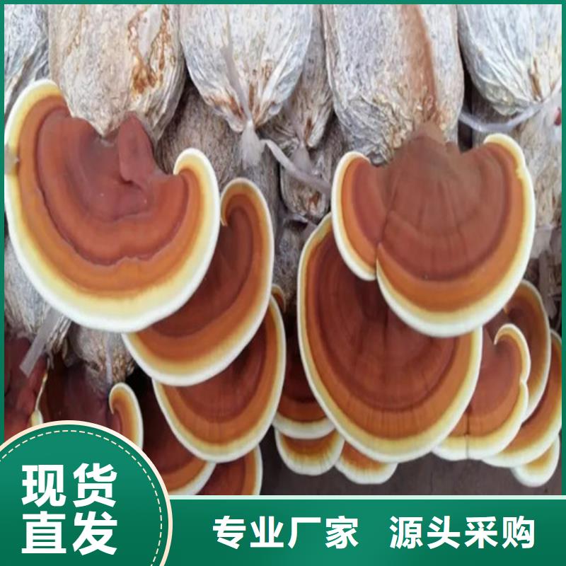 安居区灵芝孢子粉怎么吃价格公道