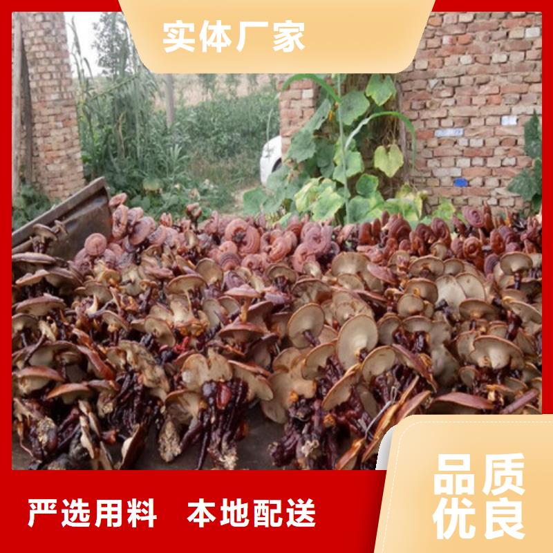 
灵芝超细粉-踏踏实实做产品