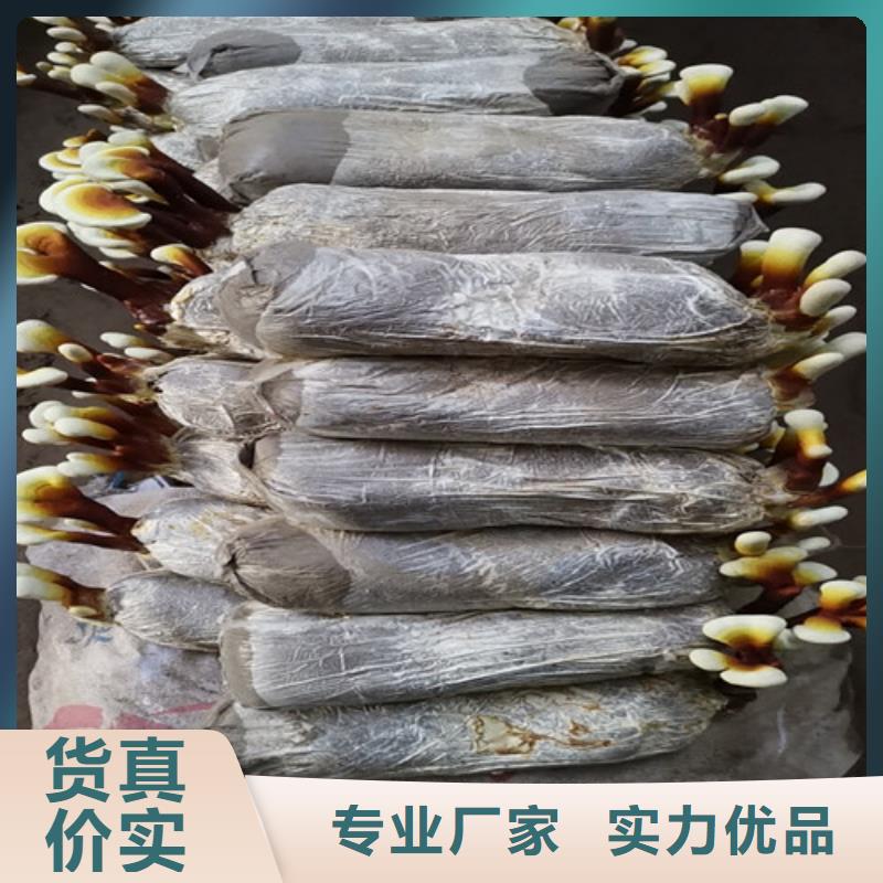 质量优的赤灵芝品牌厂家