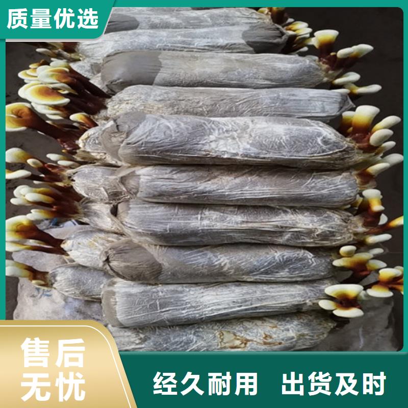 新鲜灵芝优选品牌