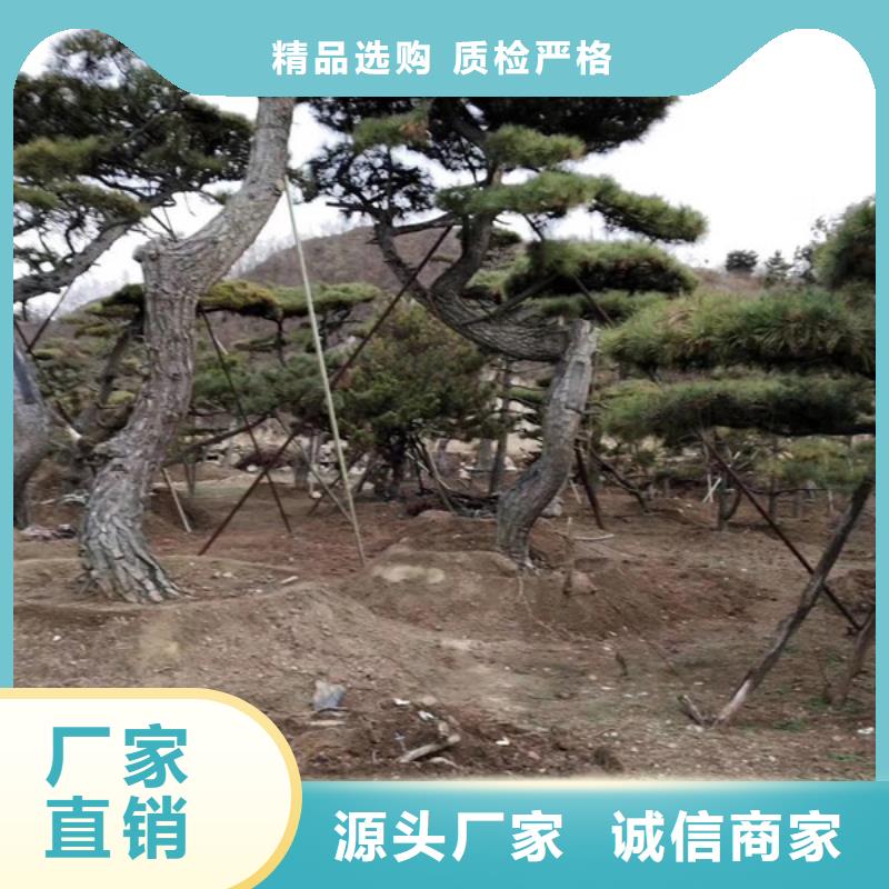 【造型松】,造型松基地厂家工艺先进