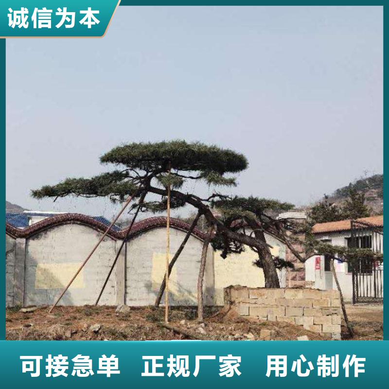 造型松_造型松基地敢与同行比服务