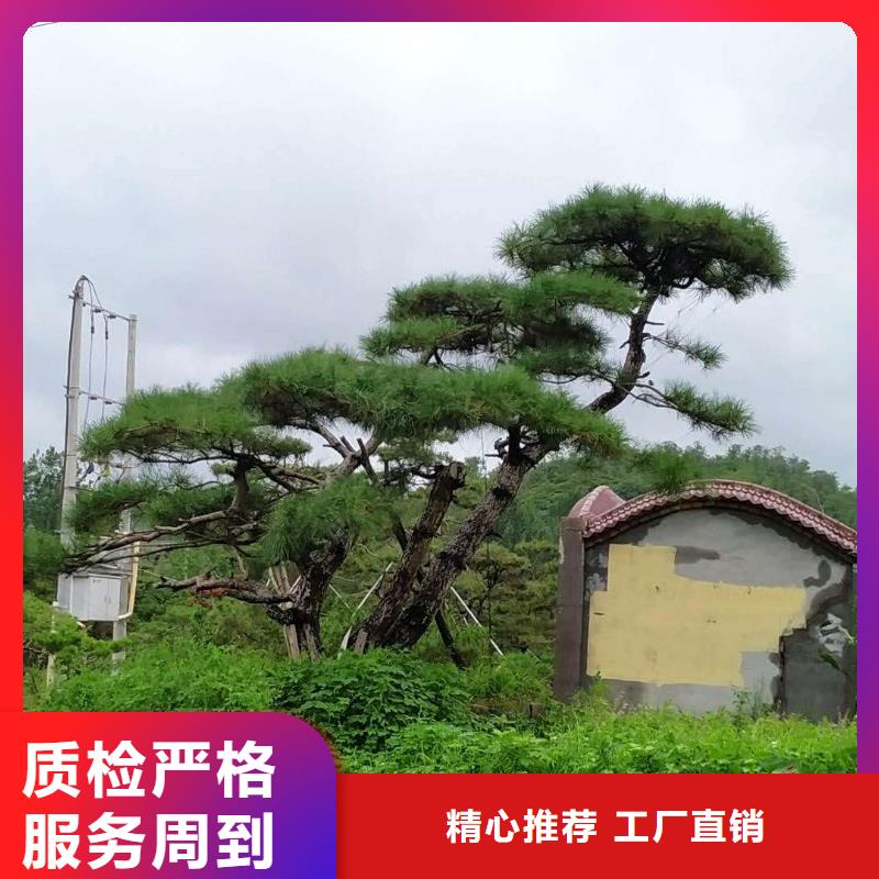 【造型松】,造型松基地厂家工艺先进